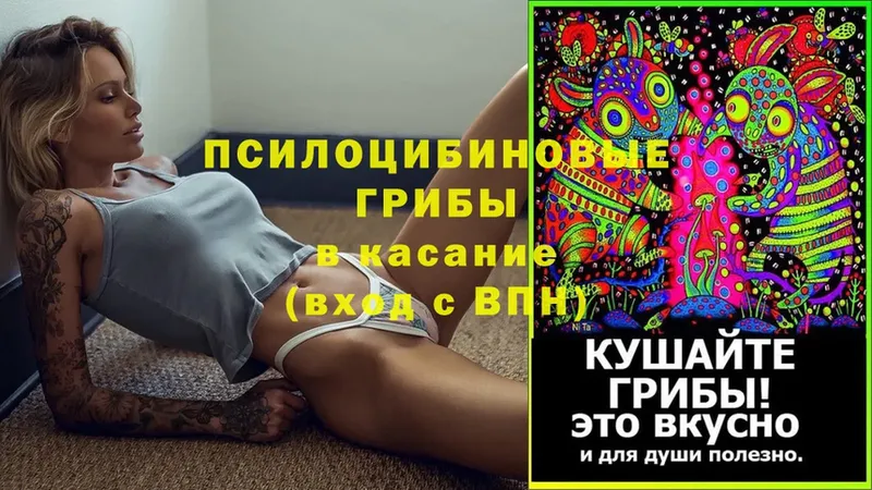 omg как войти  Избербаш  Галлюциногенные грибы Psilocybe 